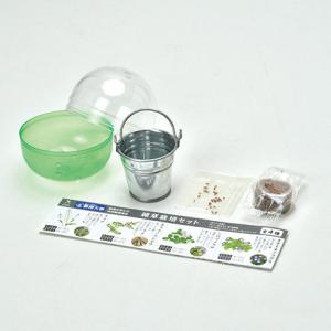 The BONSAI 栽培セット 黒松 赤松 栽培キット 栽培 セット キット 松