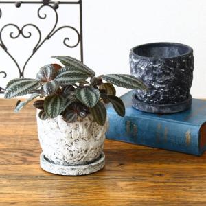 八角鉢 5寸 検/八角 プラ 鉢 アガベ鉢 台湾鉢 チタノタ titanota