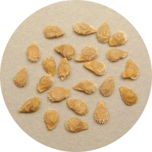 野菜の種 ミニトマトの詳細画像1