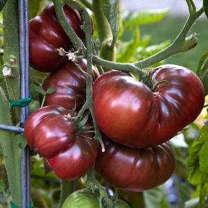 V142 TOMATO BLACK KRIM　黒トマト ブラッククリム (10粒）　世界の珍しい野菜の種