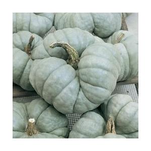 V172 Squash Triamble 3粒 世界の珍しい野菜の種 V172 Wing Solar 通販 Yahoo ショッピング