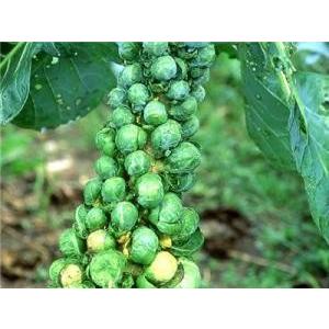 V218 Long Island Improved Brussels Sprouts 芽キャベツ 世界の珍しい野菜の種 V218 Wing Solar 通販 Yahoo ショッピング