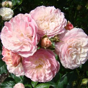 バラ苗 2年大株苗 ダブルデライト 大輪 4号鉢 水谷農園 花苗 花の苗