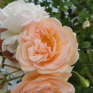 バラ苗 2年大株苗 ダブルデライト 大輪 4号鉢 水谷農園 花苗 花の苗