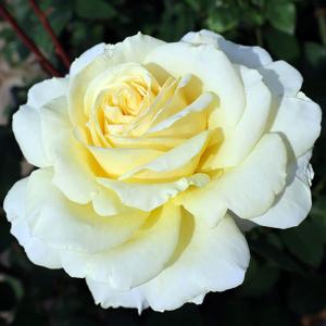 バラ苗 2年大株苗 ダブルデライト 大輪 4号鉢 水谷農園 花苗 花の苗