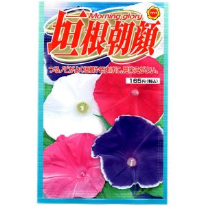 垣根朝顔 アタリヤ農園 朝顔 種 アサガオ 種 朝顔の種 朝顔 種子 花の種 花種 M