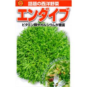 西洋野菜 エンダイブ アタリヤ農園 野菜種 M｜wise-life