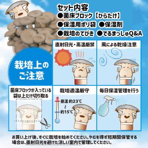 菌床キノコ 栽培セット でるまっしゅ ひらたけ...の詳細画像2