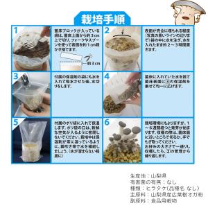 菌床キノコ 栽培セット でるまっしゅ ひらたけ...の詳細画像3