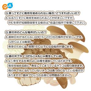 菌床キノコ 栽培セット でるまっしゅ ひらたけ...の詳細画像4