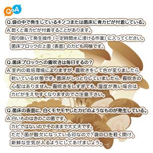 菌床キノコ 栽培セット でるまっしゅ ひらたけ...の詳細画像5