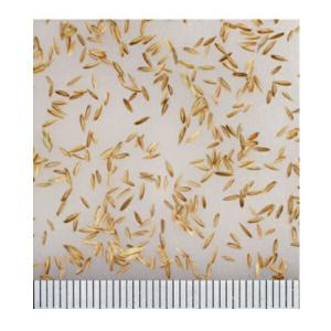 ケンタッキーブルーグラス 1kg ×15袋 カ...の詳細画像2