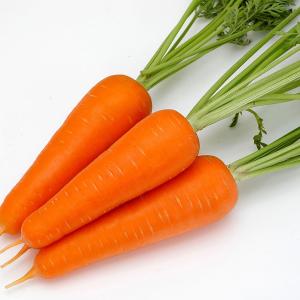 大容量 営利種 カネコ交配 紅琳(こうりん) ニンジン ペレット10000粒 カネコ種苗 野菜 種 野菜 種子 にんじん 種 ニンジン 種 人参 種 野菜の種 野菜種子