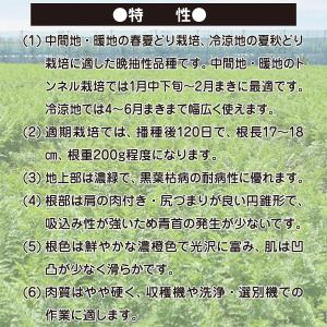 大容量 営利種 カネコ交配 紅琳(こうりん) ...の詳細画像2