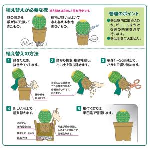 培養土 さぼてん多肉植物の土 中粒タイプ 10...の詳細画像2