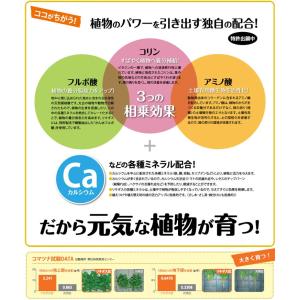 【New Roses 書籍付 先着順なくなり次...の詳細画像1