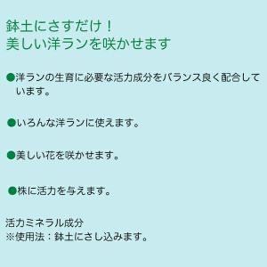 【New Roses 書籍付 先着順なくなり次...の詳細画像1
