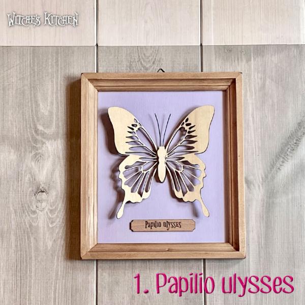 アートフレーム  butterfly display・蝶の標本箱 オオルリアゲハ  作家 ハンドメイ...