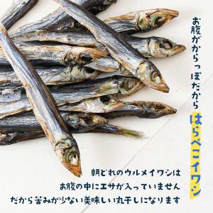 いわし はらぺこイワシ うるめいわし ウルメイ...の詳細画像1