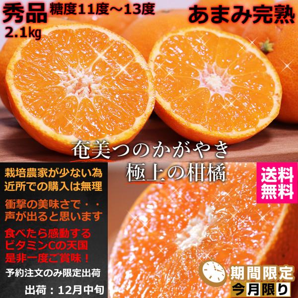 ＜数量限定＞秀品 奄美つのかがやき 極旨　L〜3L 奄美産 2.5Kg  送料無料限定販売 終売有