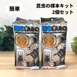 フジコン 標本LABO 2個セット カブトムシ クワガタ 昆虫 標本セット｜withstore