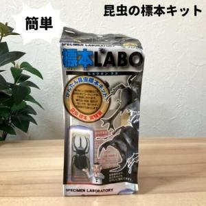 フジコン 標本LABO カブトムシ クワガタ 標本キット