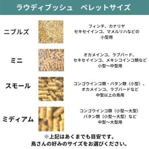 ラウディブッシュ デイリーメンテナンス ニブル...の詳細画像2