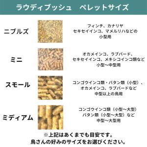 ラウディブッシュ デイリーメンテナンス ニブル...の詳細画像2
