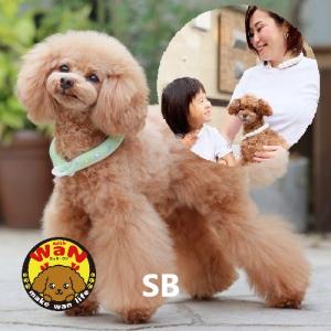 在庫限り GODPIVA SUO アイスリング アイスクリーム