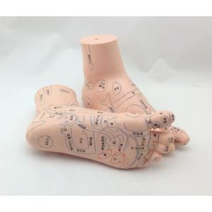 経穴模型 足つぼ / 経穴の位置をわかりやすく表示