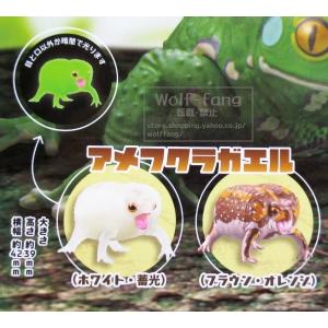 1/1 アメフクラガエル & ソバージ...の詳細画像1