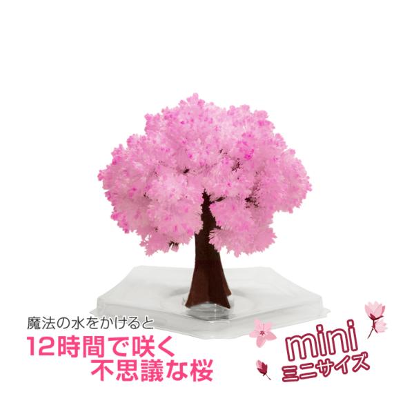 自分で育てる不思議な桜！　マジック桜ミニ　magic桜mini　手のひらサイズ！もこもこ育つ不思議な...