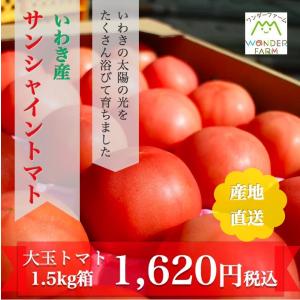 ギフト トマト 大玉トマト1.5kg箱(サンシャイントマト)