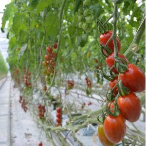 定期便 6ヶ月コース フラガールミニトマト1kg箱｜wonderfarm