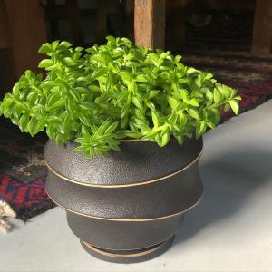 terracotta Pot african 黒ポット用 11.5cm 植木鉢 プランター 黒