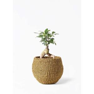 バスケット 鉢カバー 懸崖4号鉢用 観葉植物 花鉢 ミニ