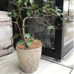 プランツカバー 鉢カバー 観葉植物 懸崖6号鉢用 植木鉢 底穴なし