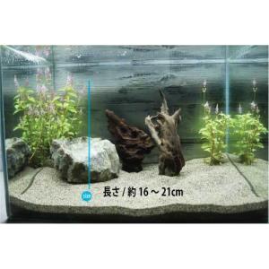 メダカ 水槽 おしゃれ レイアウト用品 水槽 アクアリウム用品 の商品一覧 熱帯魚 アクアリウム用品 ペット用品 生き物 通販 Yahoo ショッピング
