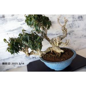 盆栽 『真柏』 和風 インテリア 園芸 ガーデニング おしゃれ 雑貨