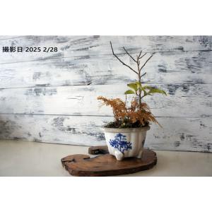盆栽 『トウカエデ』 紅葉 インテリア 観葉植物 送料無料 b116