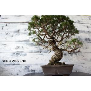 盆栽 『真柏』 和風 インテリア 松 春 園芸 ガーデニング おしゃれ 雑貨 オブジェ 観葉植物 庭 趣味 鉢 b082