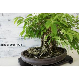 盆栽 『卯木（ウツギ） 石付き』 和風 インテリア 石 花 春 園芸 ガーデニング おしゃれ 雑貨 オブジェ 観葉植物 庭 趣味 鉢 b109