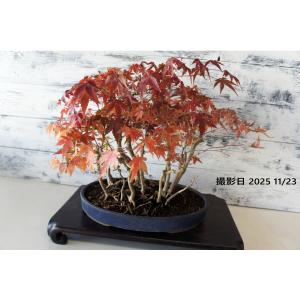盆栽 『紅葉』 モミジ 和風 インテリア 春 園芸 ガーデニング おしゃれ 雑貨 オブジェ 観葉植物 庭 趣味 鉢 b111