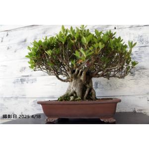 盆栽 『サツキ（珍山）』 花 和風 インテリア 春 園芸 ガーデニング おしゃれ 雑貨 オブジェ 観葉植物 庭 趣味 鉢 b118