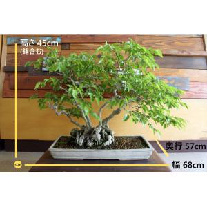 盆栽 『ブナ』 和風 インテリア 苔 紅葉 園...の詳細画像1