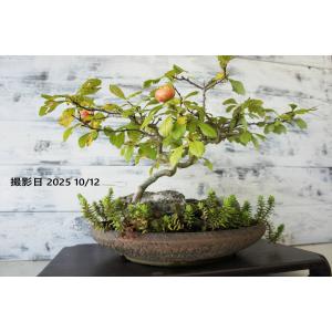盆栽 『サンザシ 石付き』 和風 インテリア 石 花 園芸 ガーデニング オブジェ 観葉植物 b123