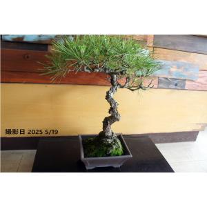 盆栽 『黒松』 和風 インテリア 松 園芸 ガーデニング オブジェ 観葉植物 b144
