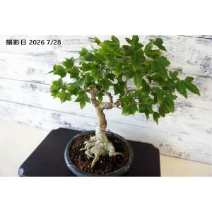 盆栽 『トウカエデ』 紅葉 和風 インテリア 園...の商品画像