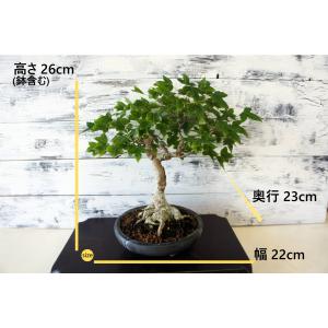 盆栽 『トウカエデ』 紅葉 和風 インテリア ...の詳細画像1