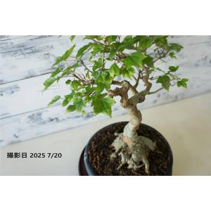 盆栽 『トウカエデ』 紅葉 和風 インテリア ...の詳細画像5